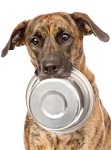 Dogs Love Healthy Pet Food